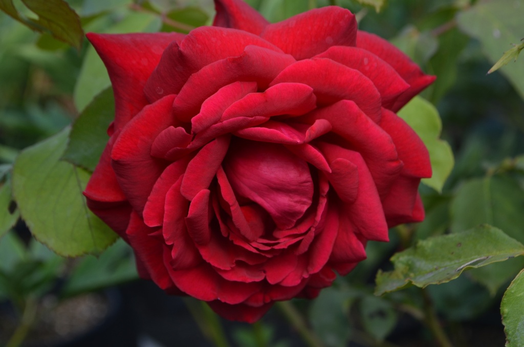 Rosa arbustif 'Jubilé Papa Meilland' (Bio)