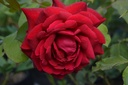 Rosa arbustif 'Jubilé Papa Meilland'