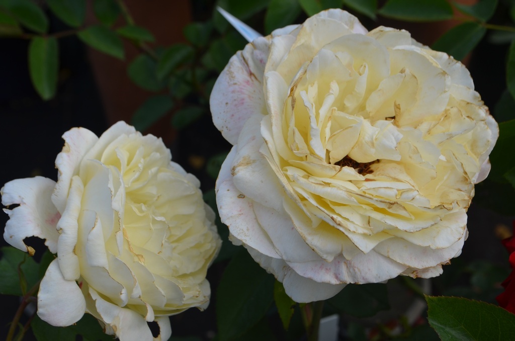 Rosa arbustif 'White Perfumella'