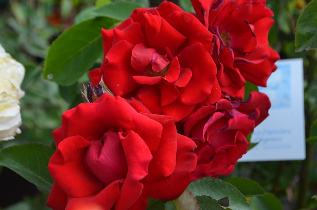 Rosa grimpant 'Santana'