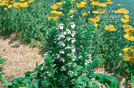 Acanthus mollis 'Rue Ledan' (1 Lt., Bio)