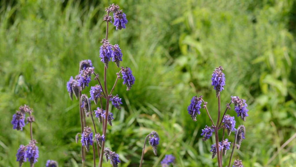 Salvia nultans