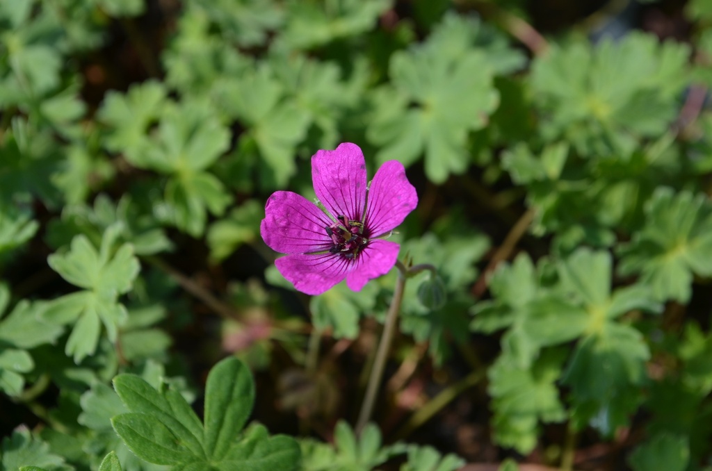 Geranium cinereum subcaulescens
