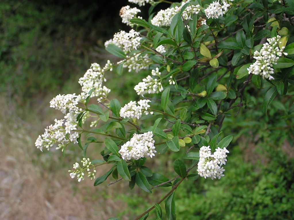 Ligustrum vulgare