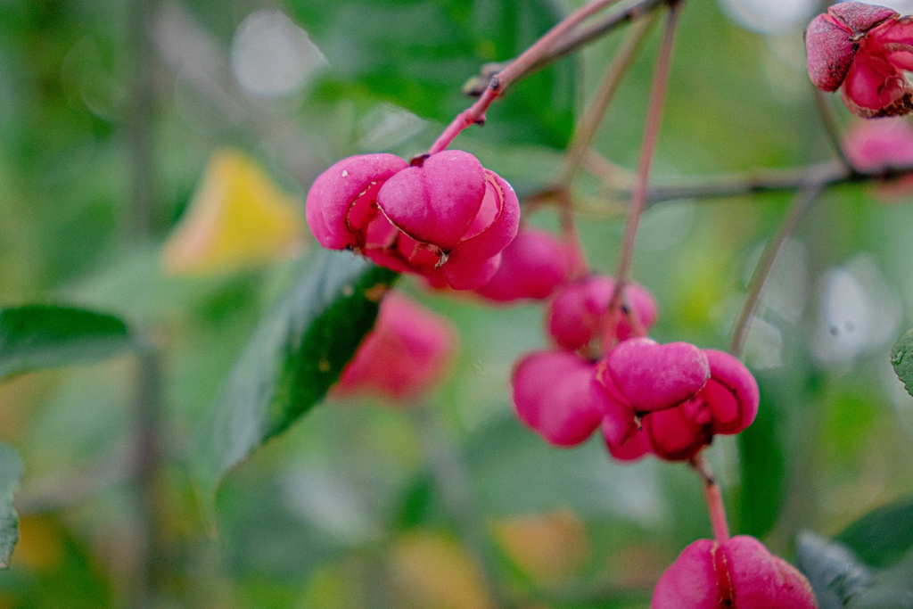 Euonymus europaeus (Bio, 1L)