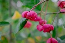 Euonymus europaeus
