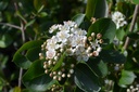 Aronia melanocarpa 'Viking'