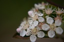 Aronia melanocarpa 'Nero'