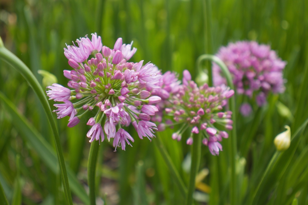 Allium hybride 'Millenium'
