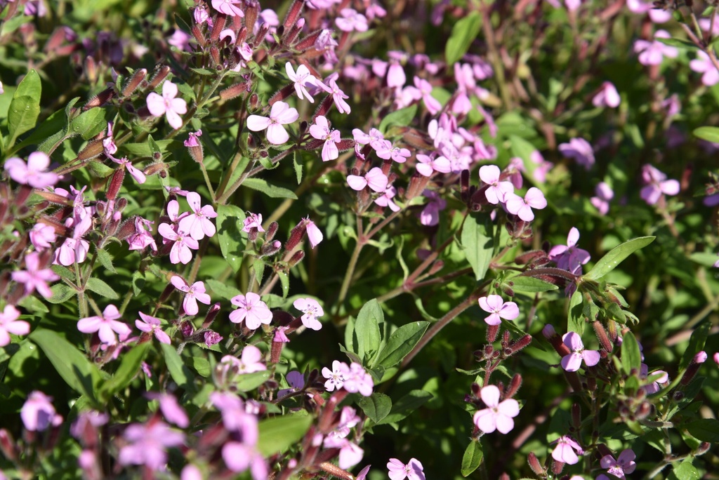 Saponaria ocymoides