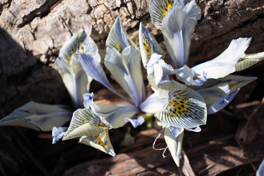 Iris reticulata 'Painted Lady'