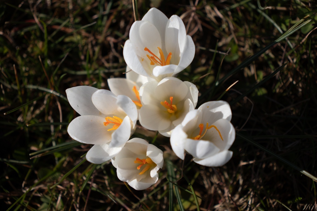 Crocus grande fleurs ‘Jeanne d’Arc’