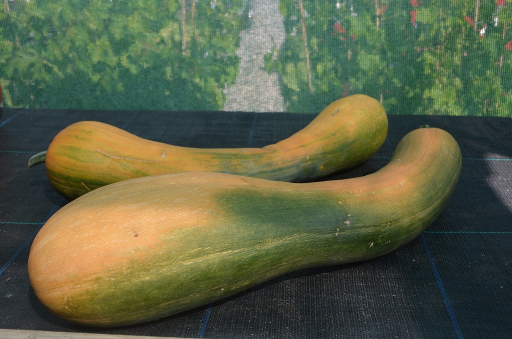 Courge à fruits allongés 'Longue de Nice' (Bio, 12cm)