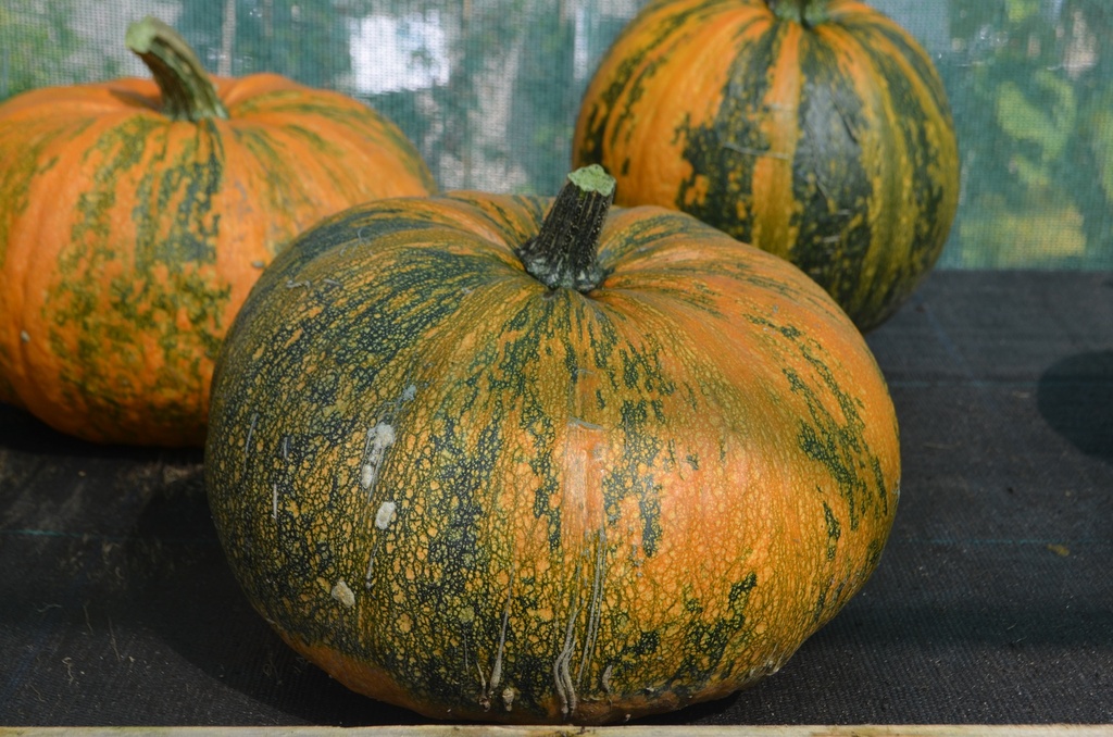 Courge à huile de Styrie (Bio, 12cm)