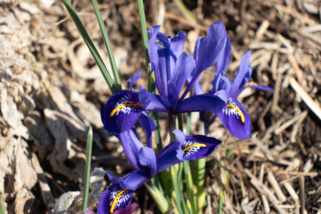 Iris reticulata 'Harmony' (Bio)