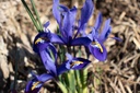 Iris reticulata 'Harmony'