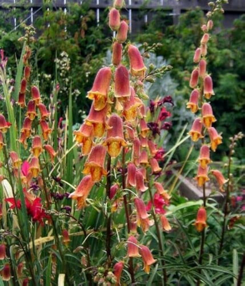 Digitalis obscura
