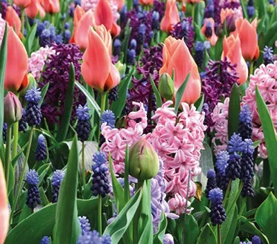 Mélange Have Pleasant Dreams (Bio, 25pcs)