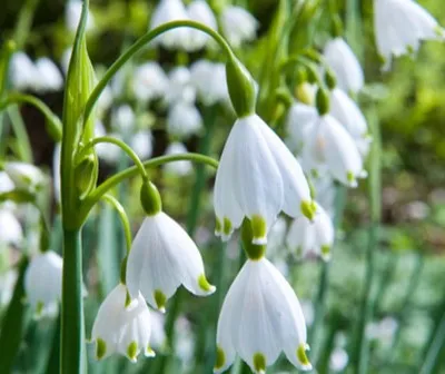 Leucojum aestivum (Bio)