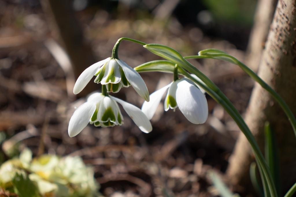 Galanthus nivalis 'Flore Pleno' (Bio)