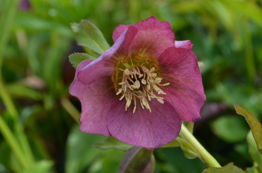 Assortiment découverte rose de Noël (Helleborus)