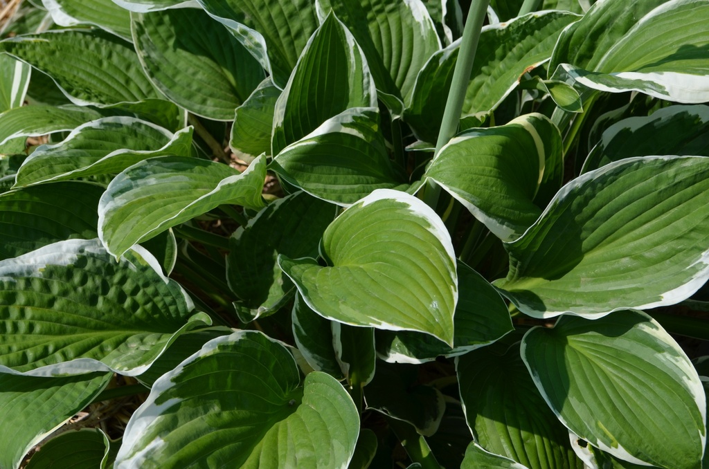 Assortiment découverte Hosta