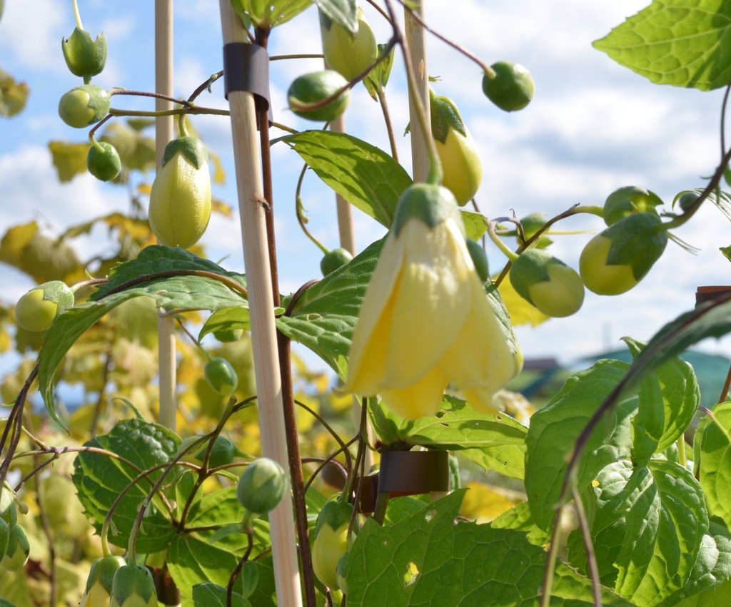 Kirengeshoma palmata (Bio)