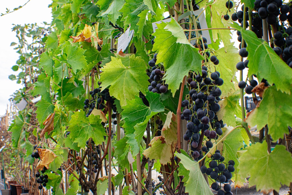 Assortiment découverte vignes (sans pépins)