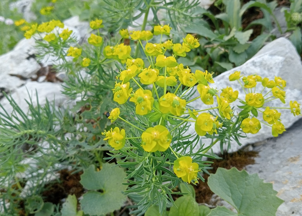 Euphorbia cyparissias (Bio)