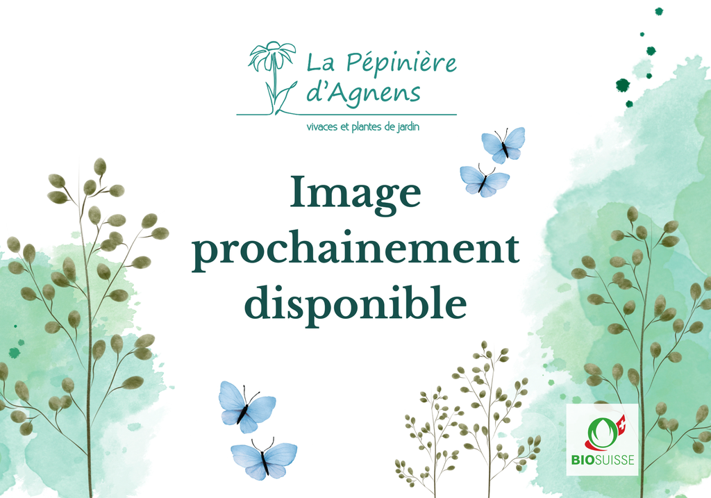 Helianthemum hybride 'Bronzeteppich'
