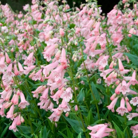 Penstemon hybride 'Apple Blossom' (Bio)