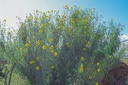 Assortiment plantes brise-vue (haie vivace)