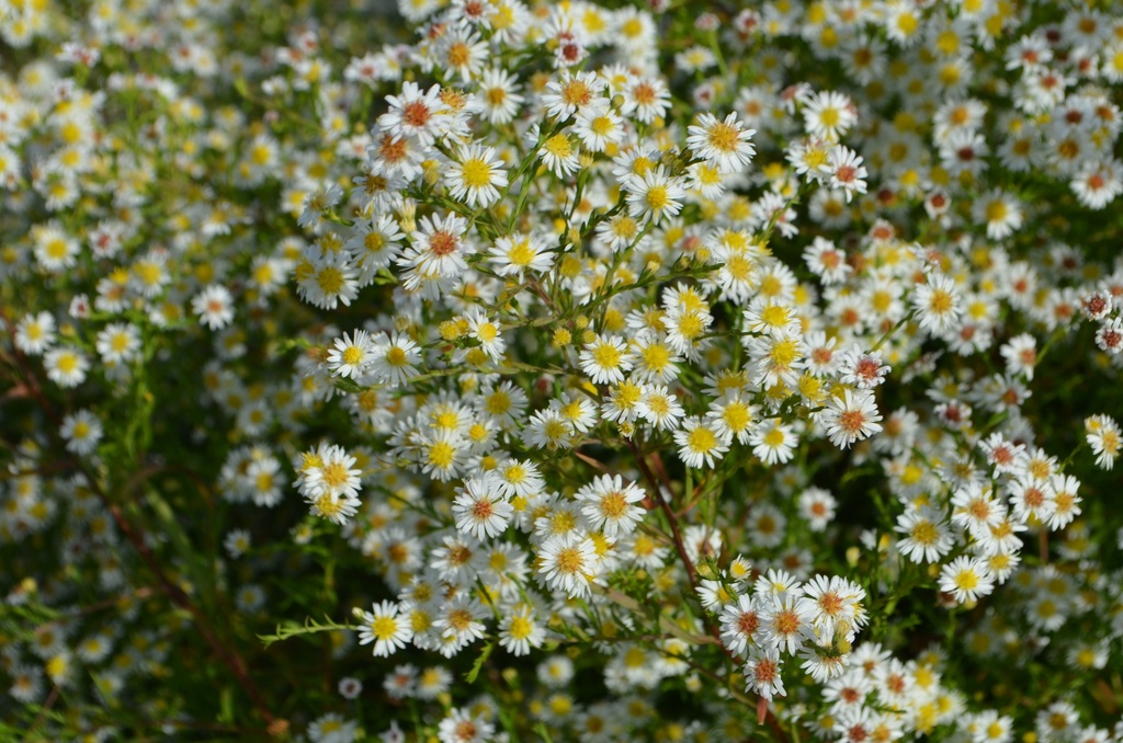 Assortiment couleurs et fleurs d’automne (aster)