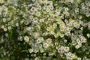 Assortiment couleurs et fleurs d’automne (aster)