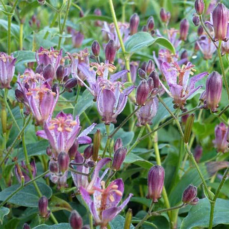 Tricyrtis hirta 'Taiwan Adbane' (Bio)