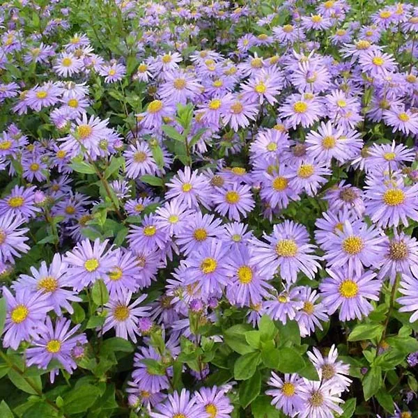 Aster frikartii (x) 'Jungfrau'