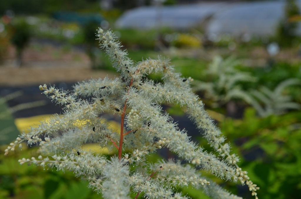 Aruncus dioicus 'Johanisfest' (Bio)