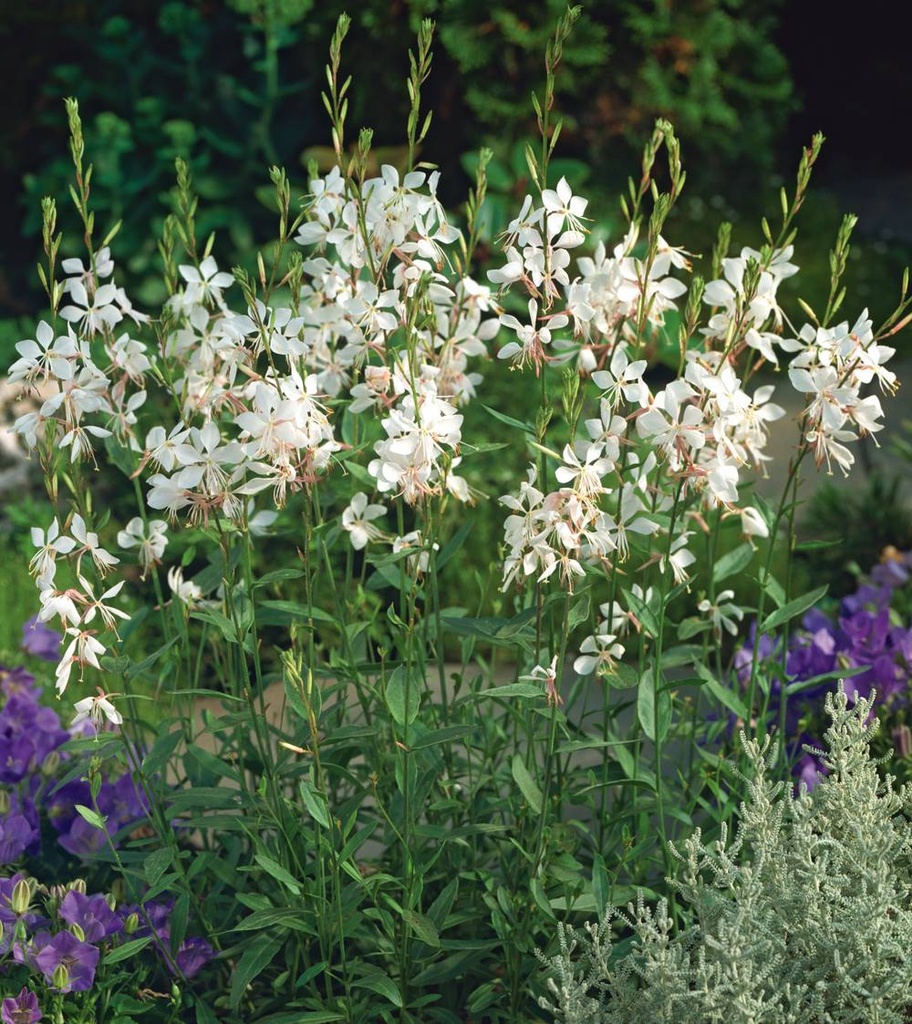 Gaura lindheimeri 'Short Form'