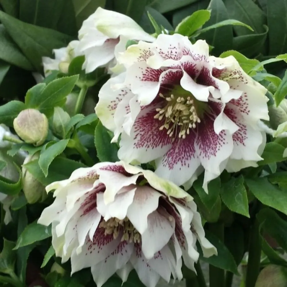 Helleborus orientalis 'White Spotted Double' (Bio)