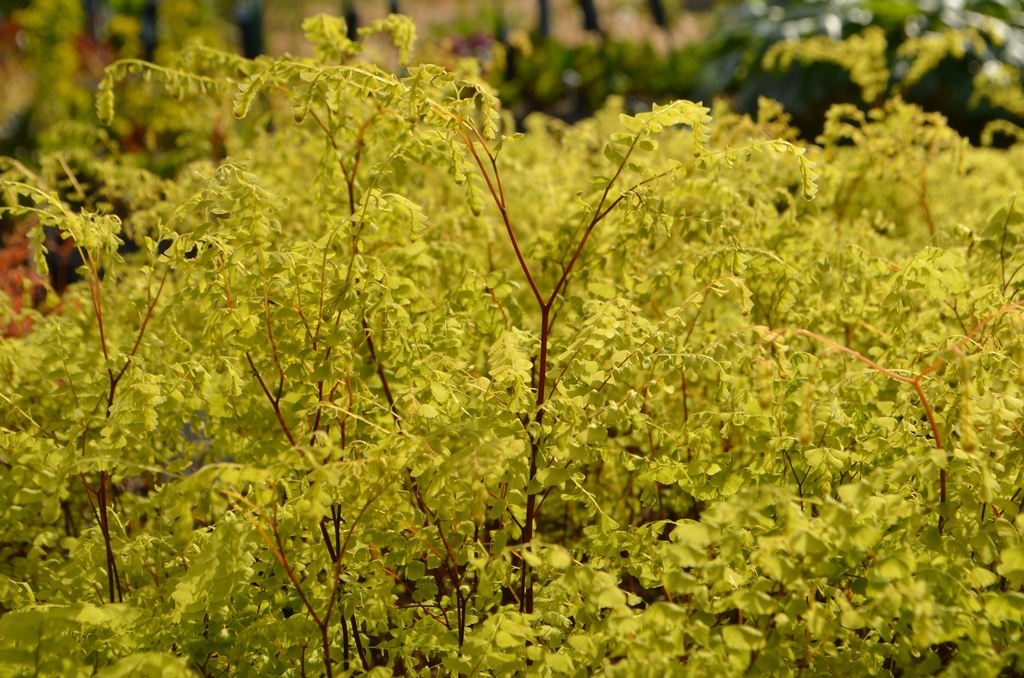 Adiantum pedatum 'Imbricatum' (Bio)