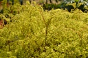 Adiantum pedatum 'Imbricatum'