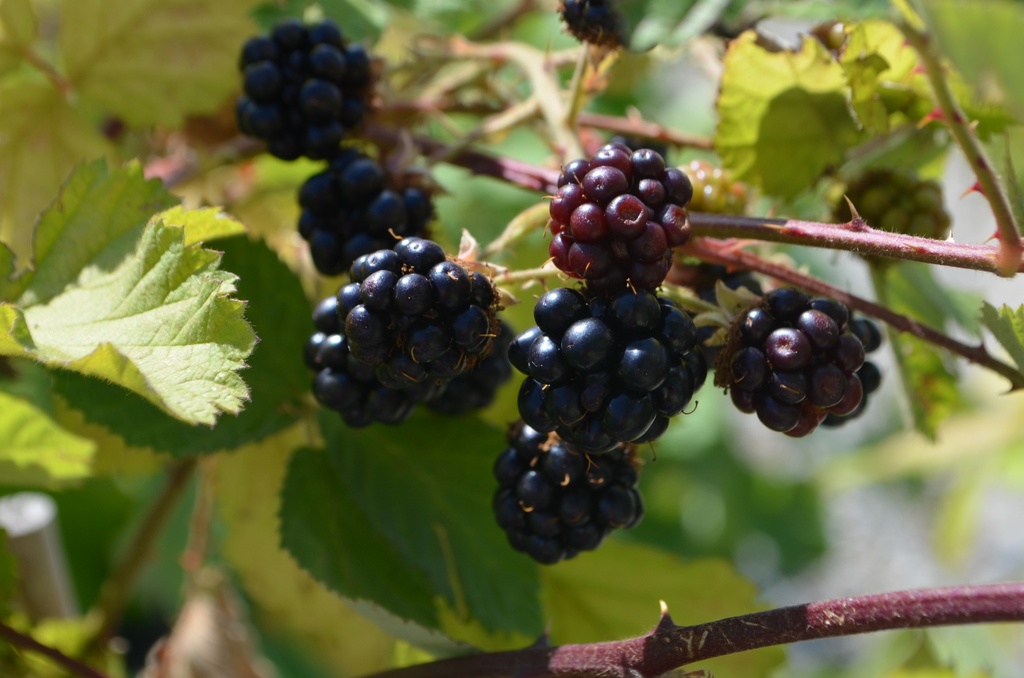 Rubus (1) fruticosus 'Theodor Reimers' (Bio)