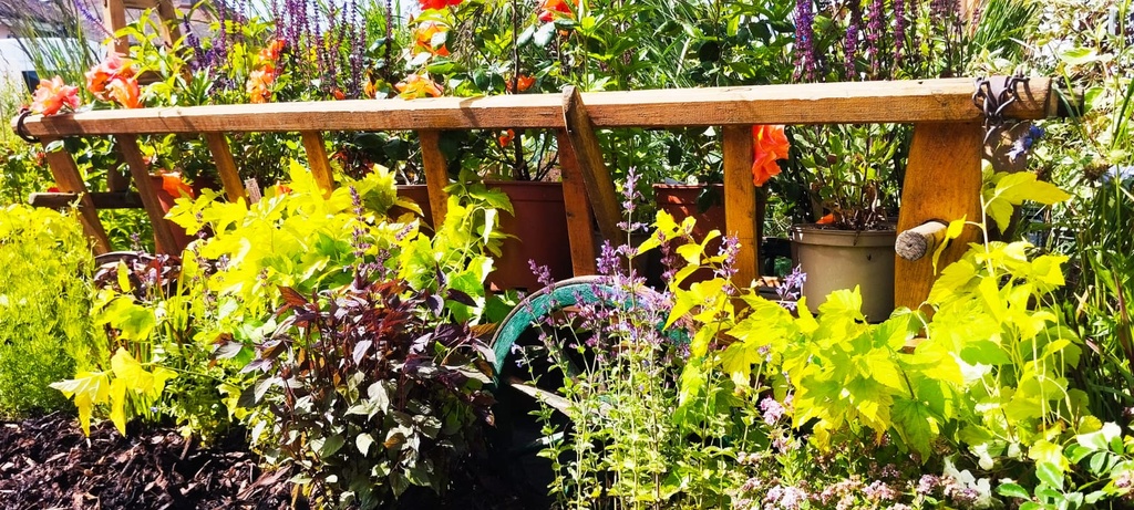 Assortiment plantes pour bac soleil (Bio)