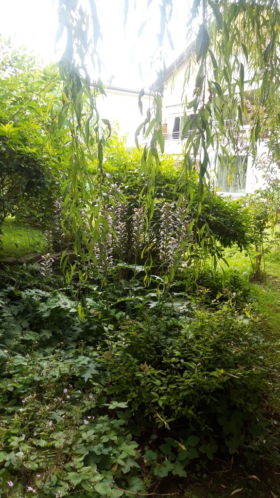 Assortiment plantes pour bac ombre