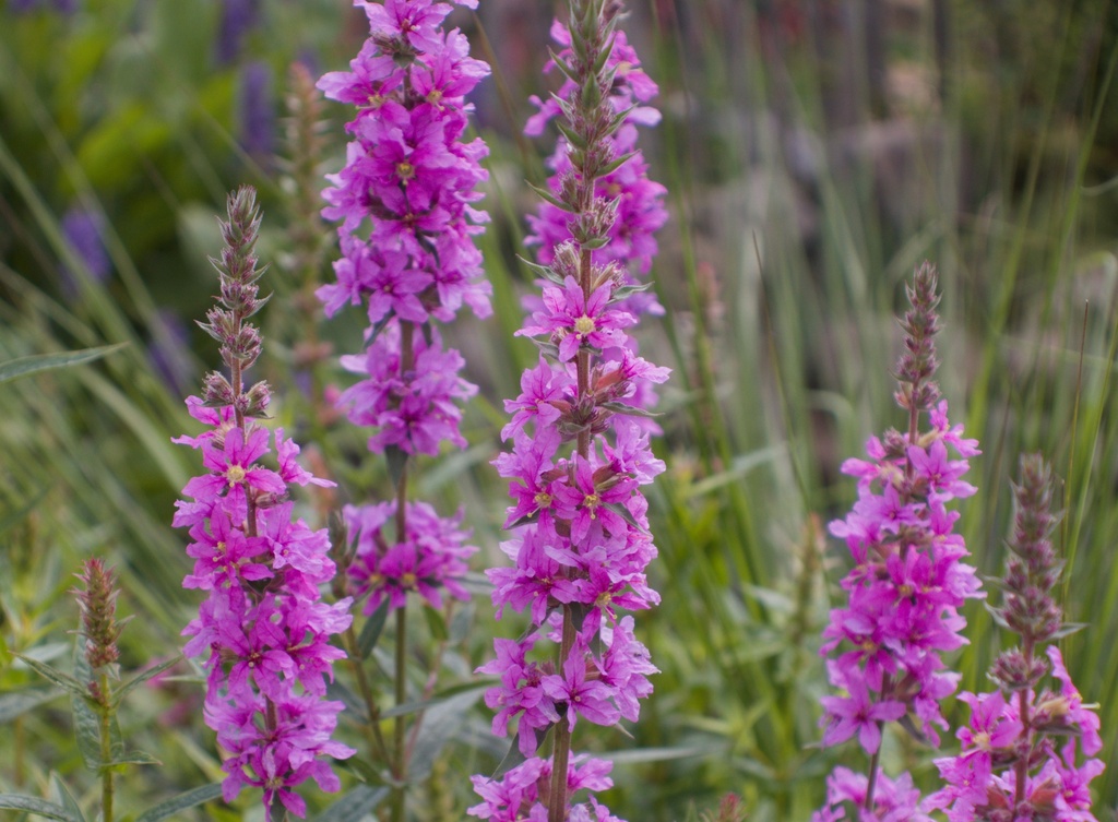 Assortiment de plantes pour sol très humide