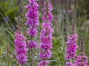 Assortiment de plantes pour sol très humide