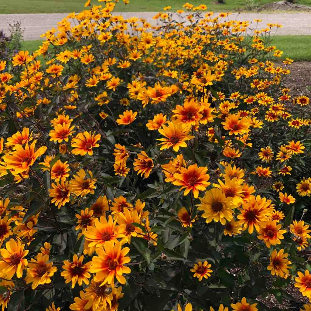 Heliopsis helianthoides v. scabra 'Burning Hearts' (Bio, 1 Lt.)