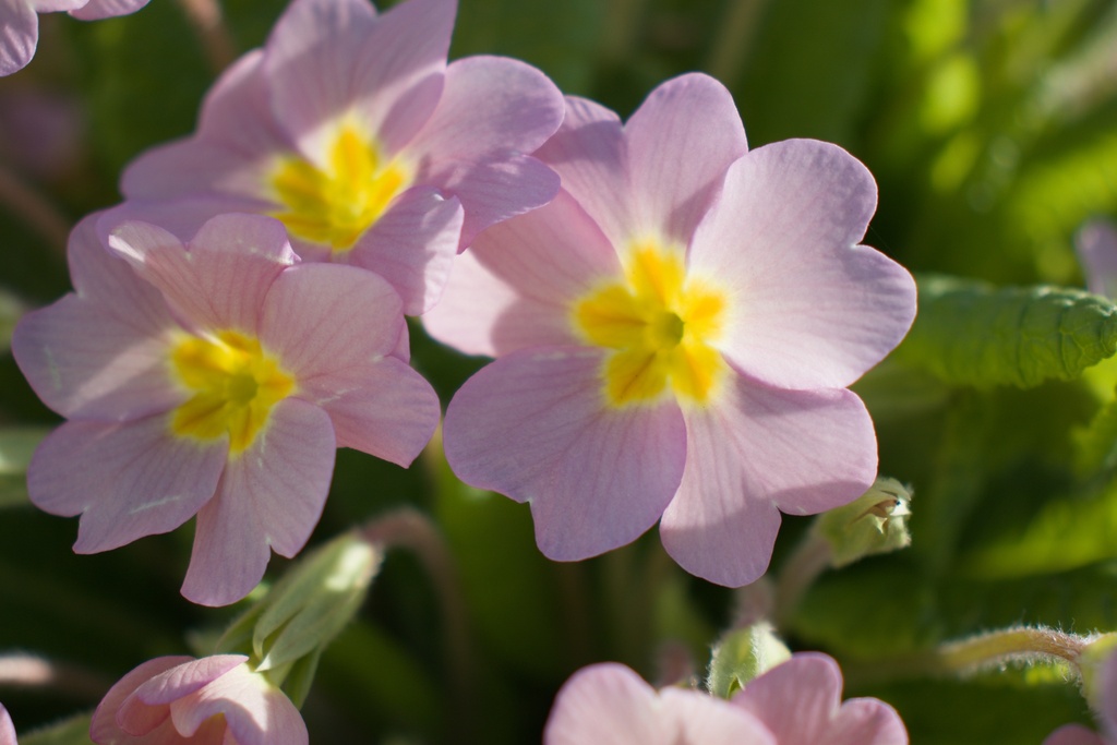 Primula vulgaris (Rose)