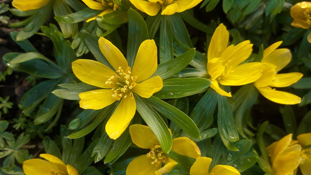Eranthis cilicica (Bio)