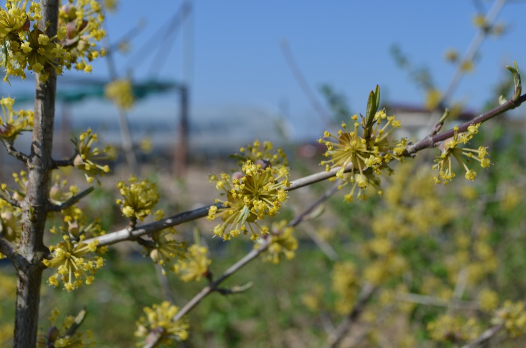 Cornus mas 'Jolico'